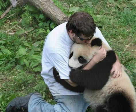 how are panda similar to humans